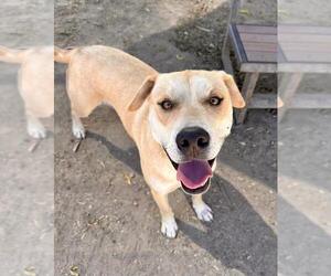 American Pit Bull Terrier-Labrador Retriever Mix Dogs for adoption in Santa Maria, CA, USA