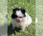 Small #7 Pomeranian