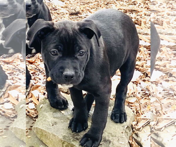 Medium Photo #2 Mutt Puppy For Sale in Holly Springs, NC, USA