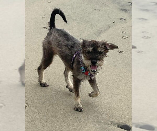Medium Photo #5 Poodle (Miniature)-Unknown Mix Puppy For Sale in San Diego, CA, USA