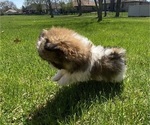 Small #4 Shih Tzu