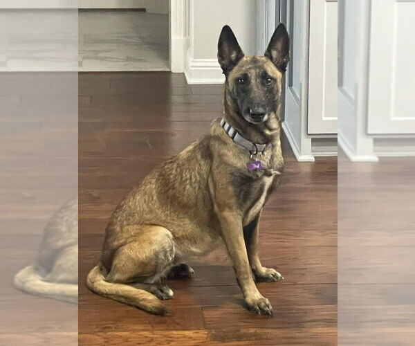 Medium Photo #3 Mutt Puppy For Sale in Imlay City, MI, USA