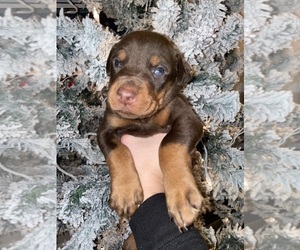 Doberman Pinscher Puppy for sale in BUFORD, GA, USA