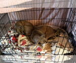 Small #8 Chihuahua Mix