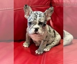 Puppy 1 French Bulldog