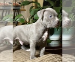Small Photo #3 American Bully Puppy For Sale in PHILA, PA, USA