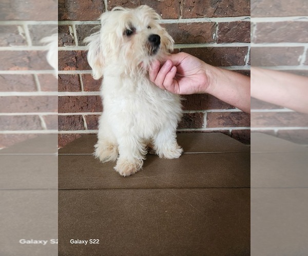 Medium Photo #5 Shih-Poo Puppy For Sale in CLARKRANGE, TN, USA