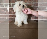 Small #4 Shih-Poo