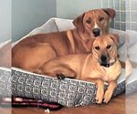Small Photo #13 Labrador Retriever-Unknown Mix Puppy For Sale in Doylestown, PA, USA