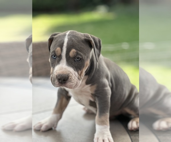 Medium Photo #3 American Bully Puppy For Sale in YAKIMA, WA, USA