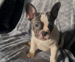 Small #3 French Bulldog