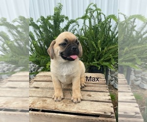 Puggle Puppy for Sale in GOSHEN, Indiana USA