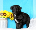 Small Photo #6 Aussiedoodle Puppy For Sale in GAP, PA, USA
