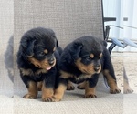 Small Photo #24 Rottweiler Puppy For Sale in FREEPORT, NY, USA
