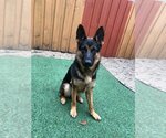 Small Photo #2 German Shepherd Dog Puppy For Sale in Fort Lauderdale, FL, USA