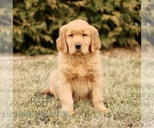 Golden Retriever Puppy for sale in GORDONVILLE, PA, USA