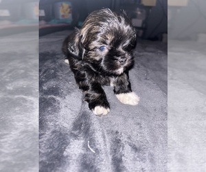 Shih Tzu Puppy for sale in JEROME, MI, USA