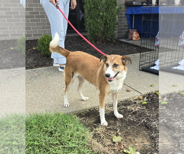Medium Photo #2 Mutt Puppy For Sale in Evansville, IN, USA