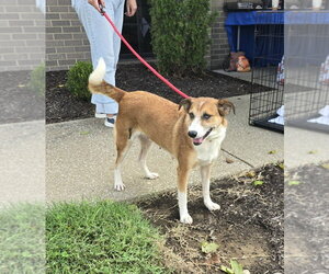 Shell - Female Mutt Dog for Adoption - Photo #2