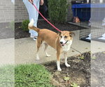 Small Photo #2 Mutt Puppy For Sale in Evansville, IN, USA