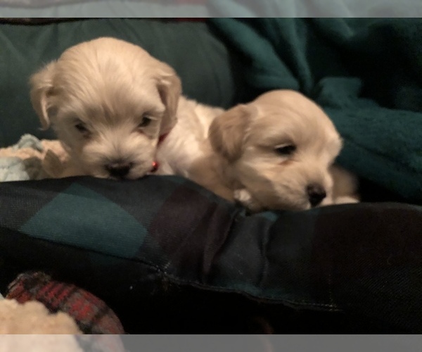 Medium Photo #2 Maltipoo Puppy For Sale in MAUMELLE, AR, USA