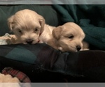 Small Photo #2 Maltipoo Puppy For Sale in MAUMELLE, AR, USA