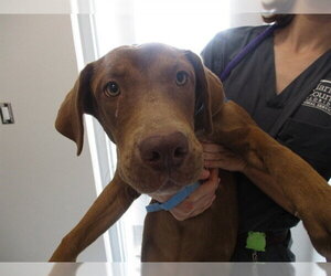 A392303 - Female American Staffordshire Terrier Dog for Adoption