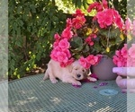 Puppy 7 Golden Retriever