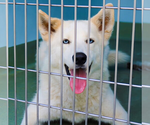 Medium Photo #1 Siberian Husky-Unknown Mix Puppy For Sale in Pasadena, CA, USA