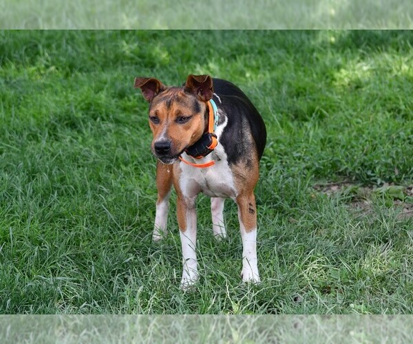 Medium Photo #1 Rat Terrier Puppy For Sale in PETERSBURG, PA, USA