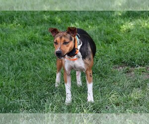 Mother of the Rat Terrier puppies born on 04/08/2026