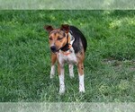 Small Photo #1 Rat Terrier Puppy For Sale in PETERSBURG, PA, USA