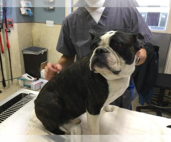 Medium Photo #1 Free-Lance Bulldog Puppy For Sale in Riverside, CA, USA