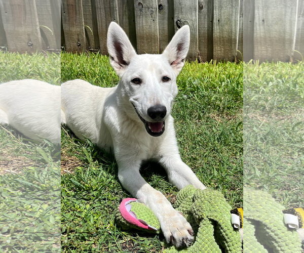 Medium Photo #4 - Mix Puppy For Sale in Hoffman Estates, IL, USA