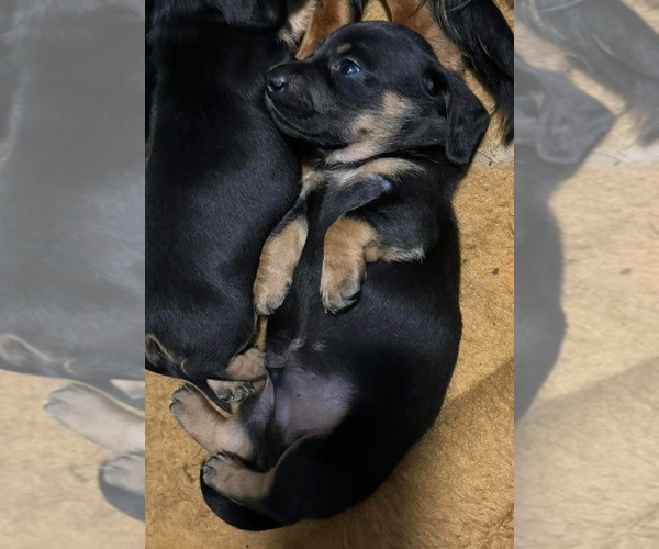 Medium Photo #1 Dachshund Puppy For Sale in AUGUSTA, GA, USA