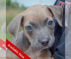 Mutt Dogs for adoption in Huntley, IL, USA