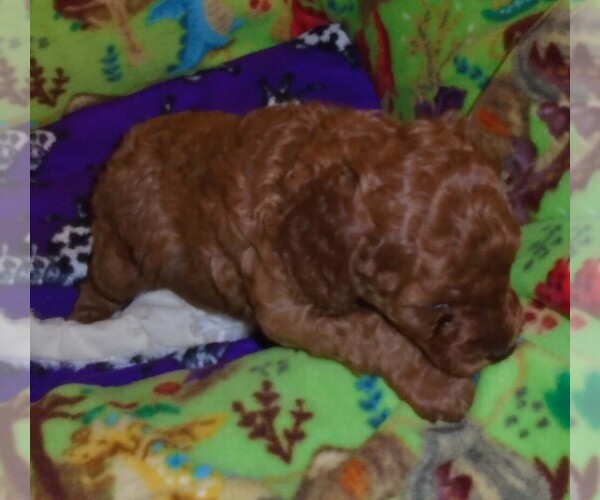 Medium Photo #4 Poodle (Standard) Puppy For Sale in CLATSKANIE, OR, USA