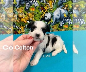 Morkie Puppy for sale in WINNSBORO, LA, USA