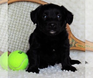 Pembroke Welsh Corgi-Poodle (Miniature) Mix Puppy for sale in STRASBURG, PA, USA