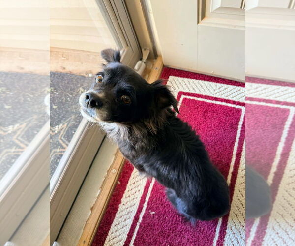 Medium Photo #2 Chihuahua-Unknown Mix Puppy For Sale in Grafton, WI, USA