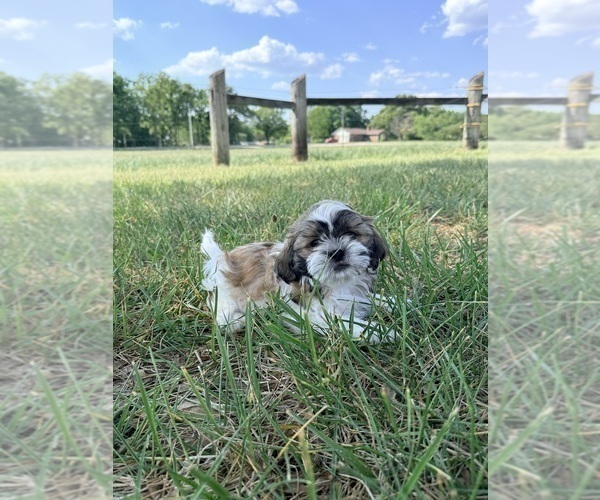 Medium Photo #1 Shih Tzu Puppy For Sale in MONROE, NC, USA