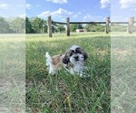 Puppy Beethoven Shih Tzu