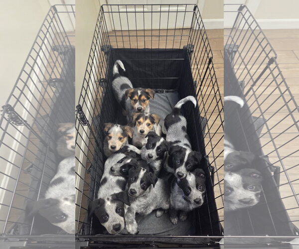 Medium Photo #2 Mutt Puppy For Sale in Garden City, NY, USA