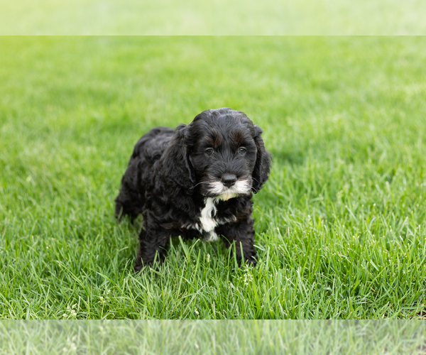 Medium Photo #2 Cockapoo (Miniature) Puppy For Sale in NAPPANEE, IN, USA