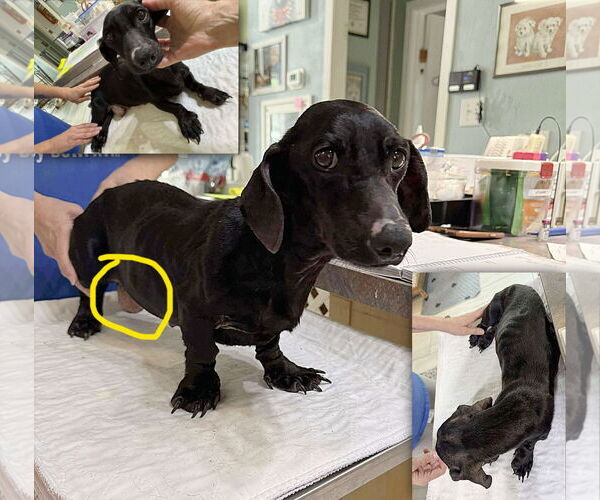 Medium Photo #1 Dachshund Puppy For Sale in Benton, LA, USA