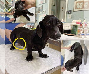 Dachshund Dogs for adoption in Benton, LA, USA