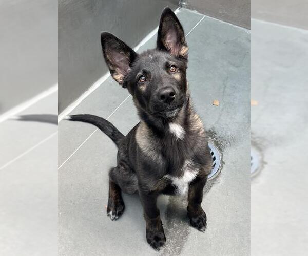 Medium Photo #1 Gerberian Shepsky Puppy For Sale in Santa Cruz, CA, USA