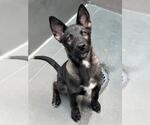 Small Gerberian Shepsky