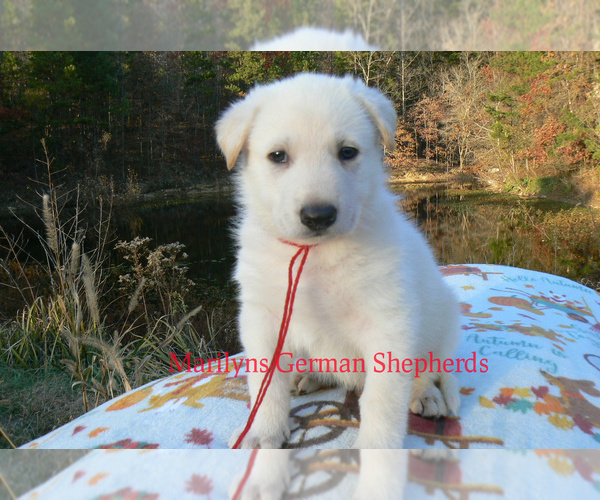 Medium Photo #3 German Shepherd Dog Puppy For Sale in PIEDMONT, MO, USA