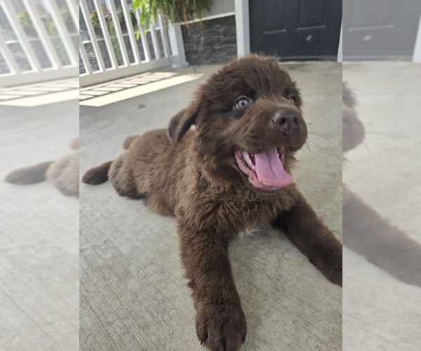 Medium Photo #2 Newfoundland Puppy For Sale in TILTON, IL, USA